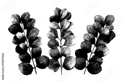 Elegant Monochrome Artistry: Poetic Ode Timeless Beauty Barberry Spine | Clean, isolated vector art for creative projects.