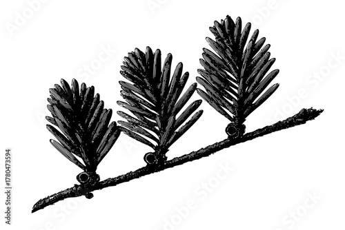 Evergreen Needles: Detailed Study Black White | Clean, isolated vector art for creative projects.