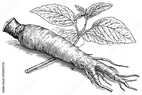 Essence Ginseng: Root Power Renewal | Clean, isolated vector art for creative projects.