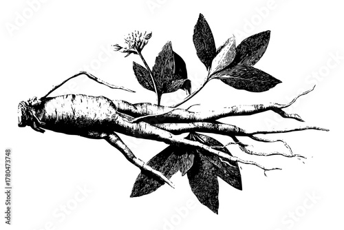 Ginseng Root, Botanical Illustration, Medicinal Plant, Herb, Natural Remedy, Chinese Medicine, Traditional Medicine, Aromatic, Root, Plant, Drawing, Health
