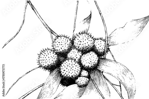 study intricate beauty nature's bounty | Clean, isolated vector art for creative projects.