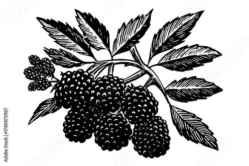 bountiful blackberry harvest, nature's sweet indulgence | Clean, isolated vector art for creative projects.