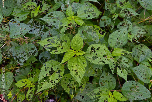 虫に食べられて、穴が沢山空いているイラクサの葉っぱ