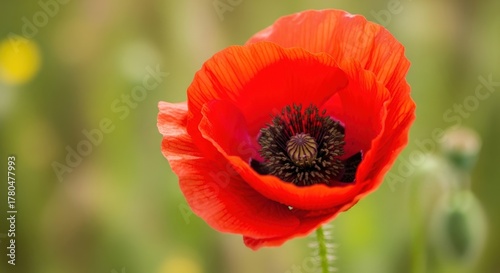 Describe the main subject (flower).