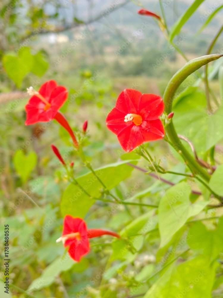 Fototapeta premium The trumpet-shaped blooms are set against a soft-focus, natural green background of foliage and a distant landscape, captured in bright natural light.