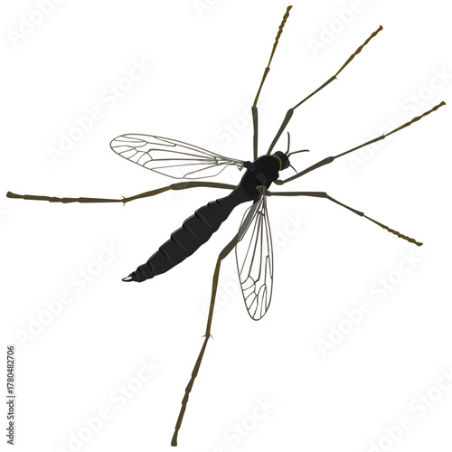 Mosquito Isolated. Insect or pest concept. (cut out)