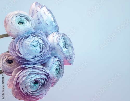 Soft Pastel Ranunculus Flowers Bouquet on Light Blue Background