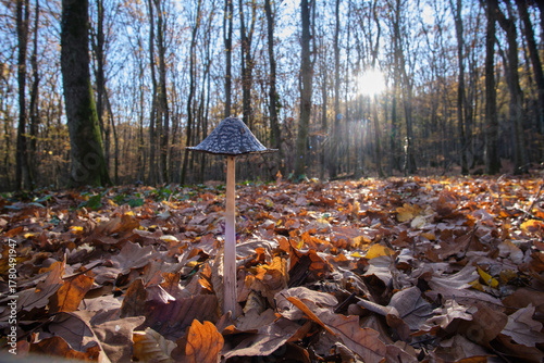 Close-up of the inedible mushroom Coprinus picaceus in an autumn forest