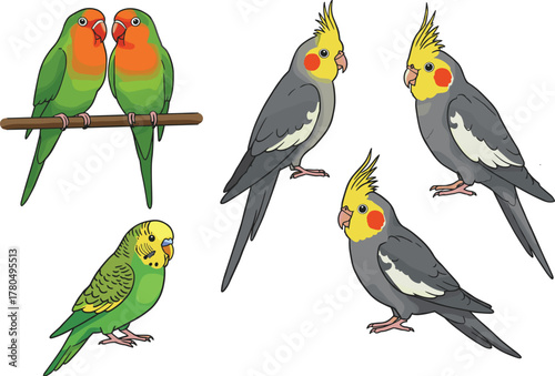 Colorful cockatiels lovebirds and budgie parakeet illustration, tropical pet birds collection, exotic parrot species vector isolated on white background