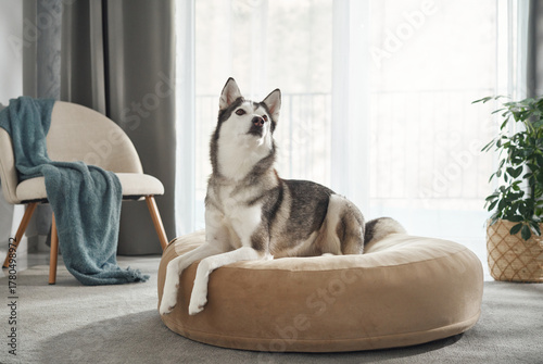 A husky dog turns its head to the side while sitting on a plush bed. The neutral-toned room and soft lighting create a calm mood.