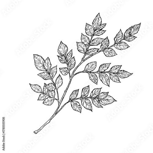 Elegant twigs with leaves, handmade. Vector illustration, Branches isolated on a white background. Suitable for postcards, logos, decorations, invitations, cosmetic design.