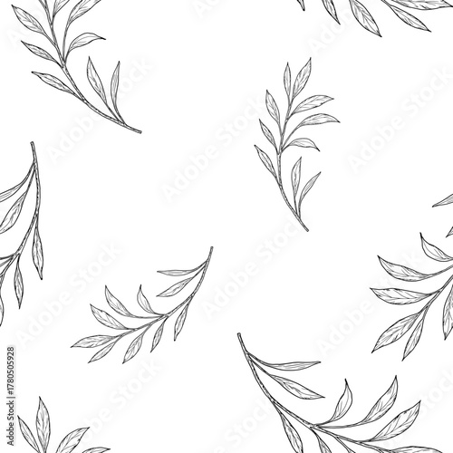 Branch with graceful thin leaves, seamless pattern. Vector illustration. Willow or eucalyptus branches isolated on a white background. Botanical illustration. For cards and invitations, textile print