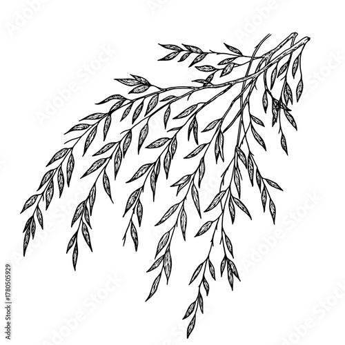 A twig with graceful, thin leaves. Vector illustration. Willow or eucalyptus branches isolated on a white background. Botanical illustration. Design element for cards and invitations, textile printing