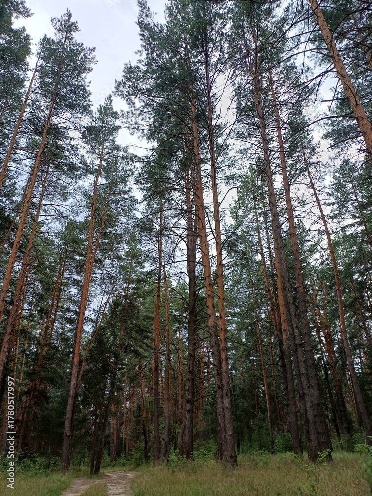 Obraz premium Tall pine trees in a calm forest under cloudy sky