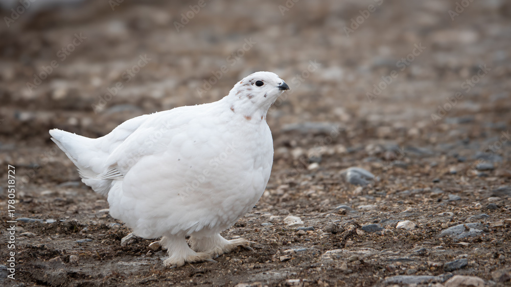 Fototapeta premium Ptarmigan