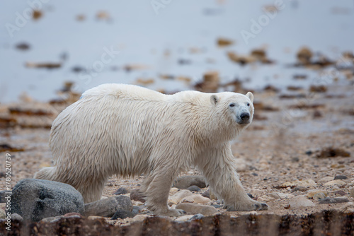 Polar bear