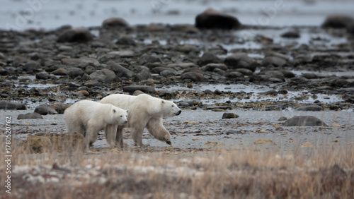 Polar bear