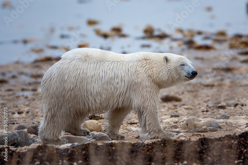 Polar bear