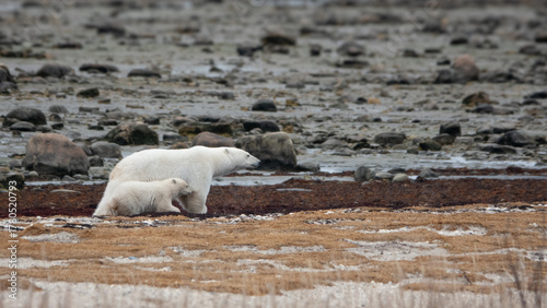 Polar bear