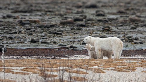Polar bear