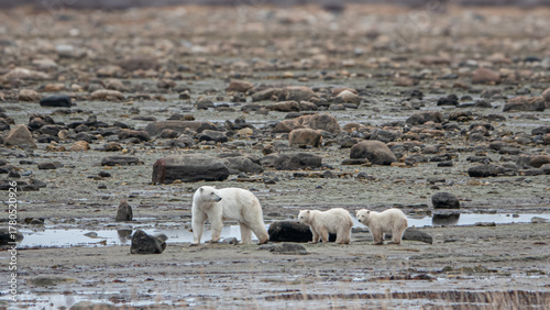 Polar bear