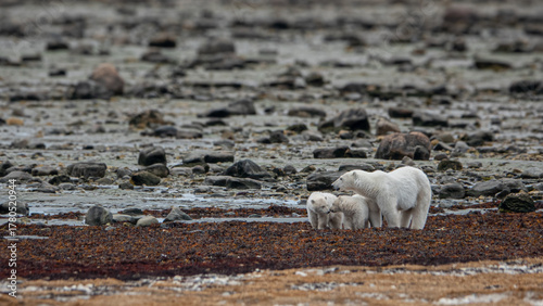 Polar bear