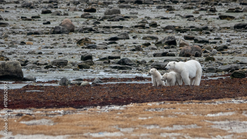 Polar bear