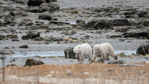 Polar bear