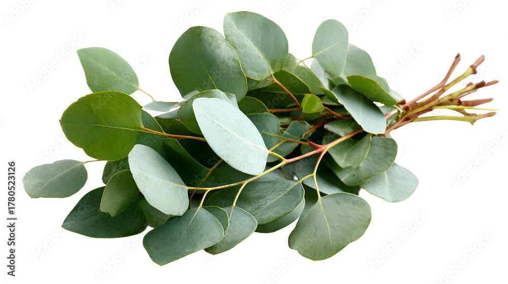 Obraz premium Fresh eucalyptus leaves and branches with stems isolated on transparent background