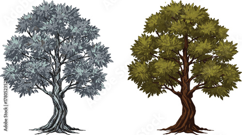 Detailed illustration of realistic trees with silver and green foliage showing texture, shading, and natural bark design for nature artwork