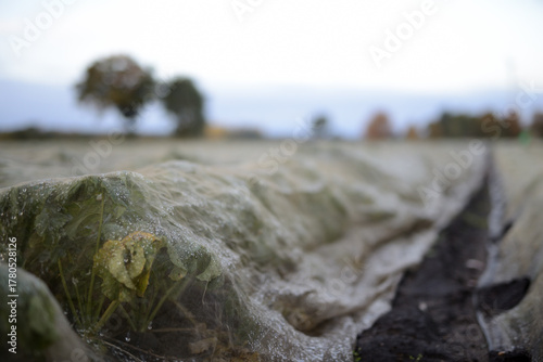 Pflanzen unter Folienabdeckung auf einer Ackerbaufläche der Landwirtschaft einer Herbstlandschaft im faden, natürlichen Morgenlicht.