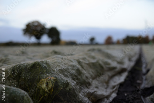 Pflanzen unter Folienabdeckung auf einer Ackerbaufläche der Landwirtschaft einer Herbstlandschaft im faden, natürlichen Morgenlicht.