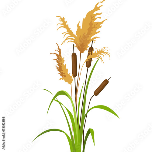 Illustration Of Cattails And Tall Grass In A Field With A White Background And A Transparent Overlay Ideal For Nature And Botanical Projects