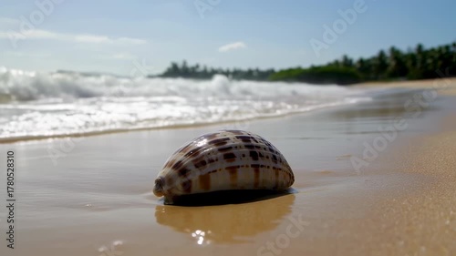 A striped seashell rests on wet sand at the shore, with blurred ocean and foliage in the background under a blue sky