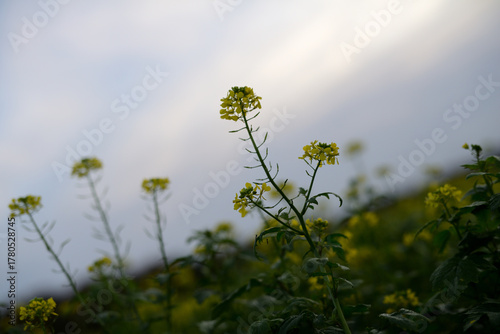 Gelbe Rapsblüte auf einer Ackerbaufläche der Landwirtschaft einer Herbstlandschaft im faden, natürlichen Morgenlicht.