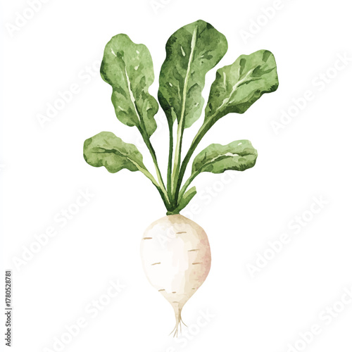  Fresh white turnip with green leaves.