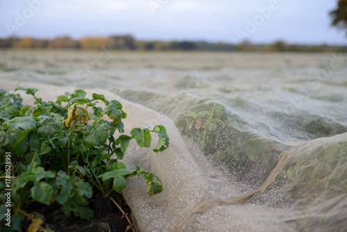 Details auf einer Ackerbaufläche der Landwirtschaft einer Herbstlandschaft im faden, natürlichen Morgenlicht.