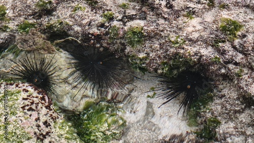 Three Black Sea Urchins in a Rocky Tide Pool