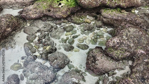 Clear Water and Algae-Covered Rocks in a Coastal Tide Pool