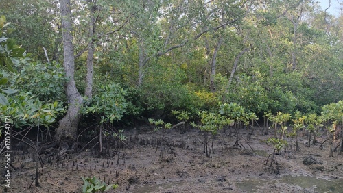 Mangrove Forest at Low Tide