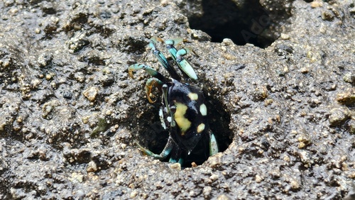 Vibrant Spotted Crab Peeking from its Muddy Burrow