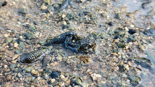 Cluster of Marine Invertebrates on Wet Pebbles