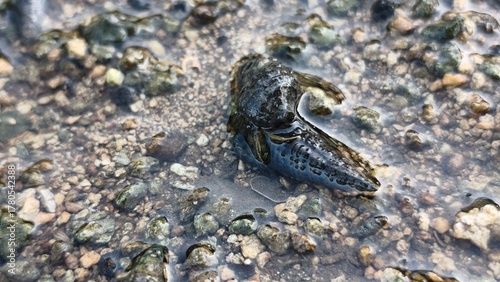 Marine Snail on a Rocky Shore in Shallow Water