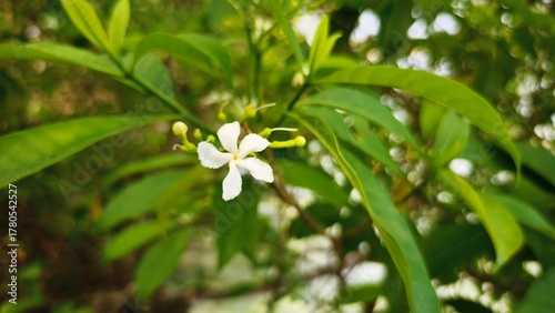 Delicate White Flower Blooming in Lush Greenery