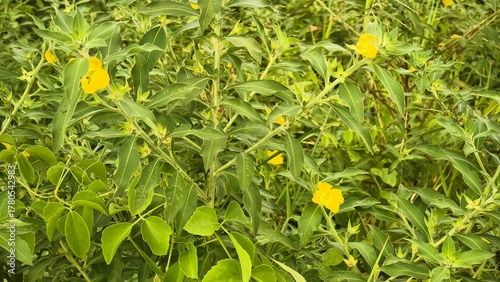 Lush Green Foliage with Bright Yellow Wildflowers