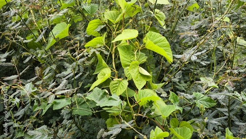 Lush Green Foliage in Natural Habitat