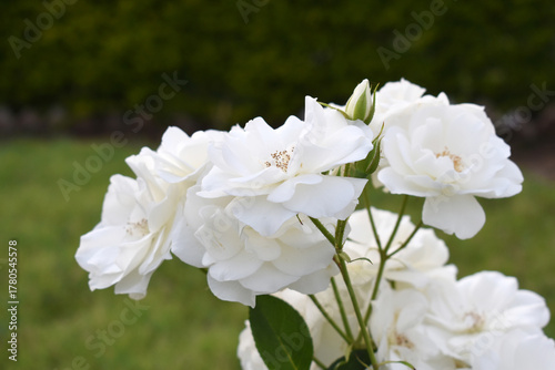 Bild auf Leinwand Beautiful white rose flower closeup in garden, A very beautiful white rose flowe