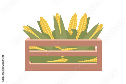 Fresh corn cob in wooden crate. Farm Fresh Corn Display. Harvested Corn Cobs in Crate. Sweet corn in wooden box.