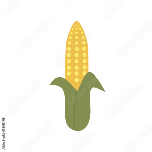 Fresh corn on the cob. Organic Farm Fresh Corn. Sweet Yellow Corn on the Cob. Agriculture product. Farmer market product.