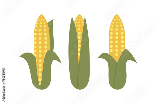 Flat design illustration of three corn cobs. Golden Corn on the Cob. Corn Cob Wrapped in Husk. Freshly Harvested Corn Cob.